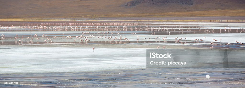 Group of flamingos standing on the lagoon, Bolivia Group of pink flamingos standing on a lake close to the Eduardo Avaroa National Park in Bolivia 2015 Stock Photo