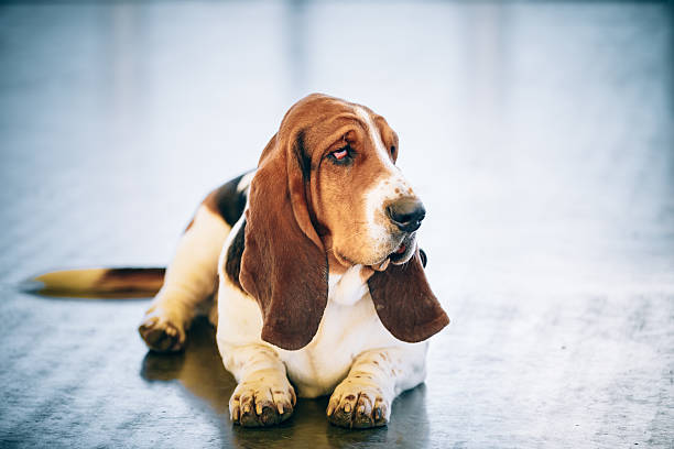 istock White And Brown Basset Hound Dog 485936916