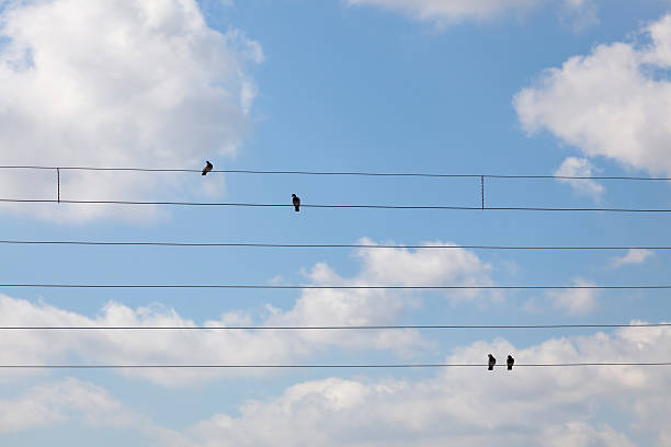 ptaków siedzi na linie elektroenergetyczne - bird animal flock of birds number 6 zdjęcia i obrazy z banku zdjęć