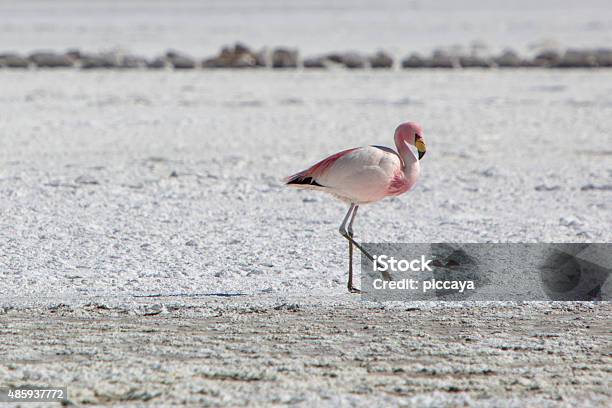 Pink Flamingo In Lagoon Colorada Altiplano Bolivia Stock Photo - Download Image Now