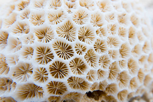 istock interesting texture from a closeup of coral rock 485937846