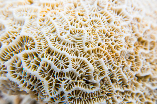 istock interesting texture from a closeup of coral rock 485937860