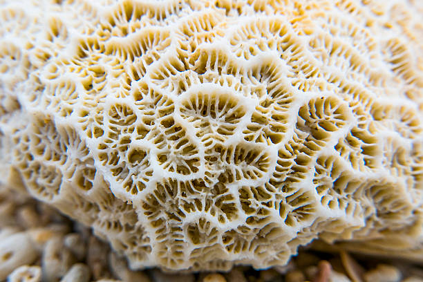 istock interesting texture from a closeup of coral rock 485937862
