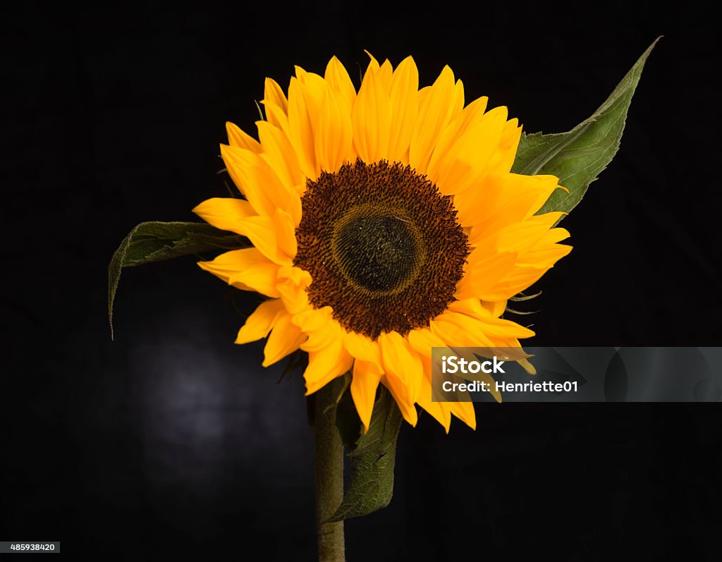 Close-up of a sunflower Single sunflower against black background 2015 Stock Photo