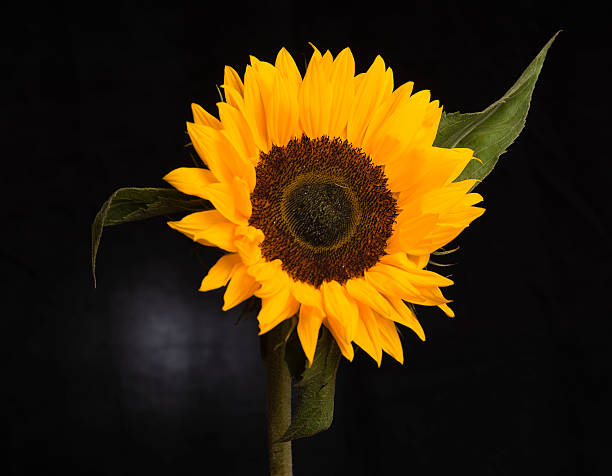 Close-up of a sunflower stock photo