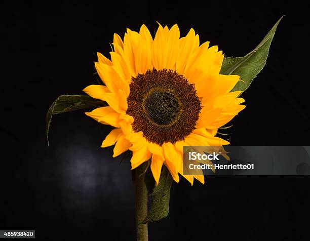Closeup Of A Sunflower Stock Photo - Download Image Now - 2015, Beauty, Beauty In Nature