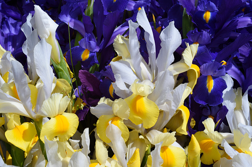 Close-up of purple and white and yellow organic iris ready to be taken to market.