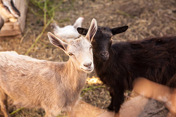 istock goats in the farmyard 485942680