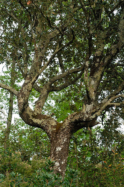 istock detail of lyse 485942681