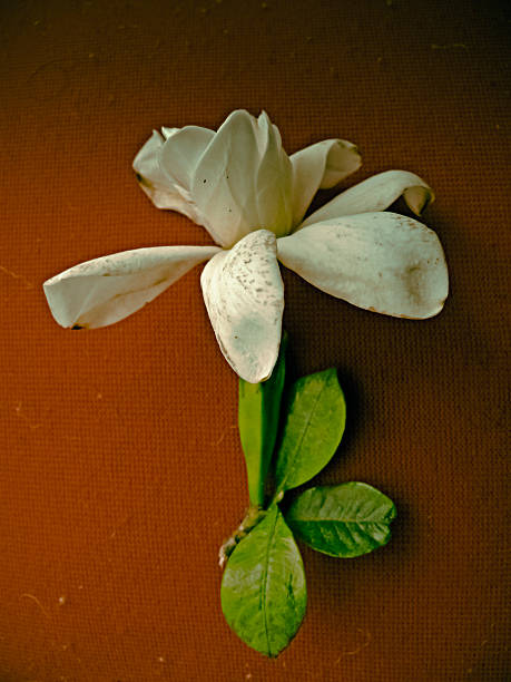 istock Flower of Cape Jasmine 485942730