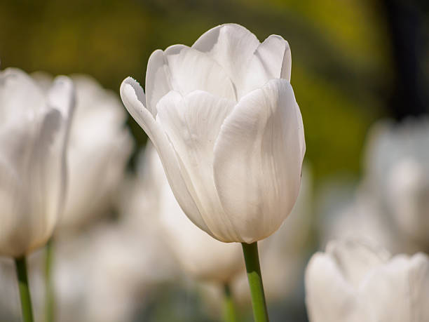 istock Spring flowers series, single white tulip in field 485942883
