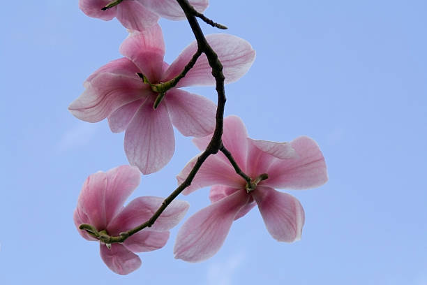 istock Beautiful purple Magnolia tree coming into flower. 485943111