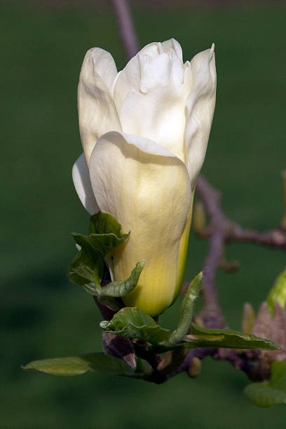 магнолия цветок красивый белый - plant white magnolia tulip tree стоковые фото и изображения