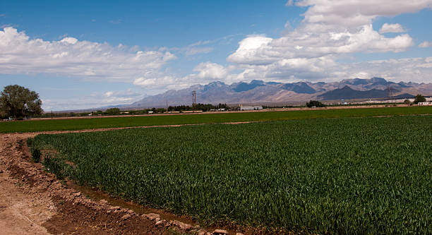 istock Alfalfa Field Near Las Cruces, New Mexico 485943207