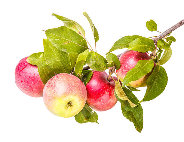 istock ripe apples on a branch isolated on white background 485943284