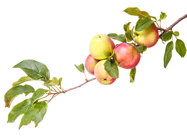 istock ripe apples on a branch isolated on white background 485943286
