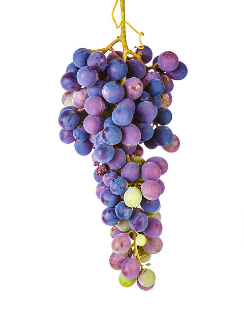 istock bunch of grapes plucked from the vine 485943292
