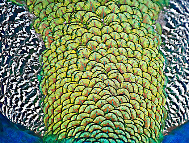 Abstract feathers of an Indian peacock. With soft focus edges 