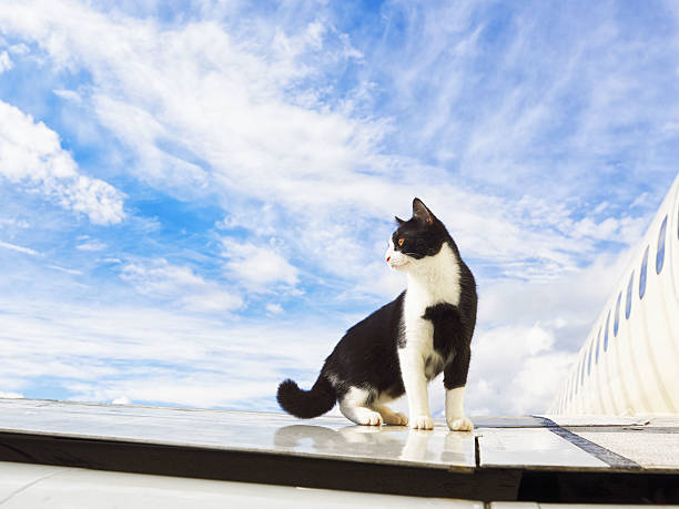 black and white cat on an airplane