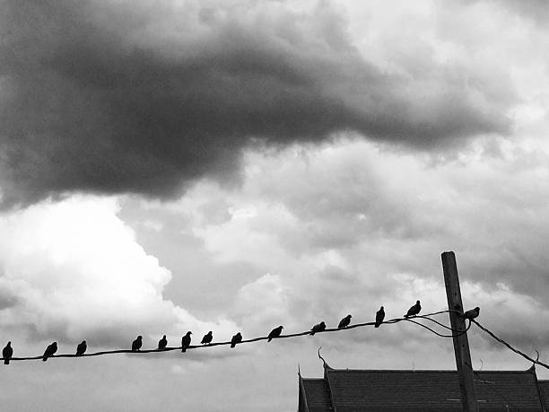 istock Bird and sky in cloudy day 485943902