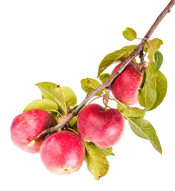 istock ripe apples on a branch isolated on white background 485944202