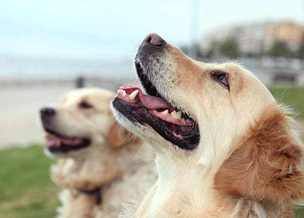 istock Golden Retrievers looking up 485944745