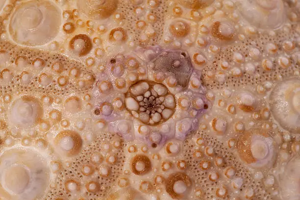 isolated great skeleton of sea shell violet  echinoidea - macro