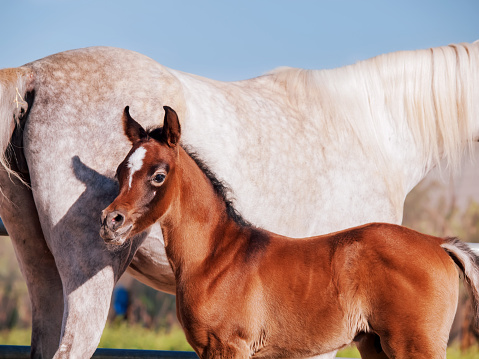 arabian little foal with mom 