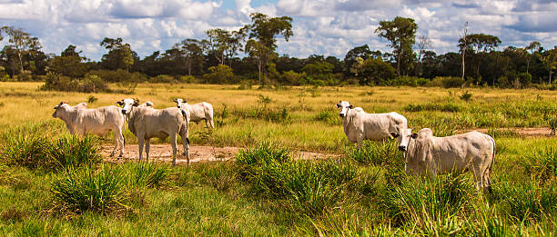 istock Cattle in Pantanal, Brazil 485946841