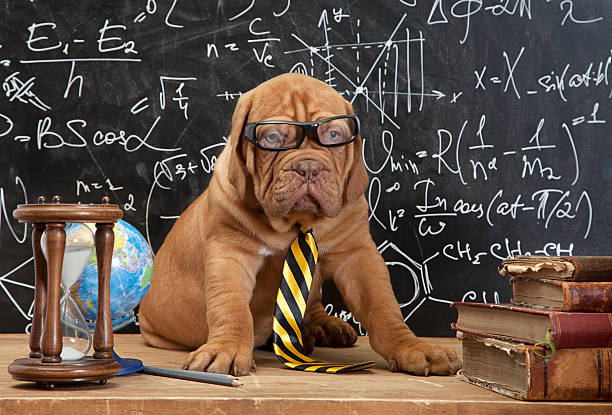 kuvapankkikuvat ja rojaltivapaat kuvat aiheesta ranskalainen mastiff-pentu laseissa kirjojen kanssa - bordeaux dog