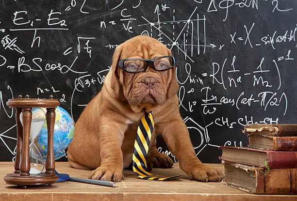 Young cute dog in front of blackboard during a math class. Dogue de Bordeaux Puppy  (French mastiff)..