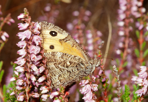 Hipparchia semele is a scarce resident. Contrary to elsewhere in Europe, the species does not occur on limestone grassland, preferring instead dry Heathland, dry grasslands and the coastal Dunes. It prefers an open landscape rich in structure, with patches of heather, grass, bare soil and an occasional bush or tree.