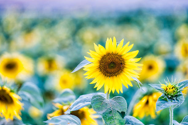 istock sunflowers field, selective focus on single sunflower 485947242
