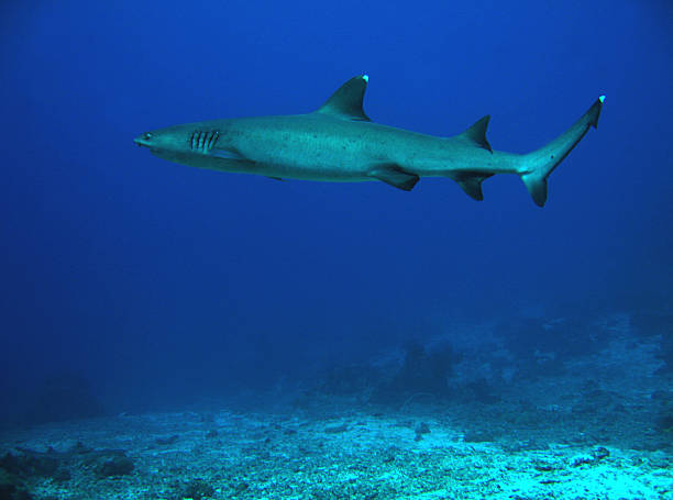 white-spitze reef shark - whitetip reef shark stock-fotos und bilder