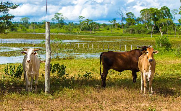 istock Cattle in Pantanal, Brazil 485948121