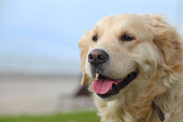istock Golden Retriever - Stock Image 485948513