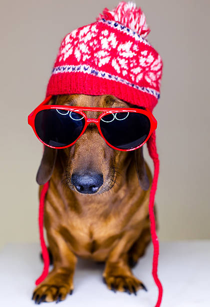 Dog in red hat and glasses stock photo