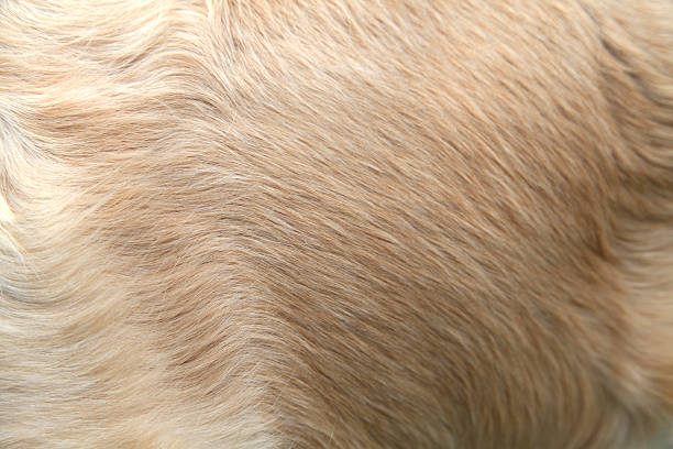 istock body of dog 485948691