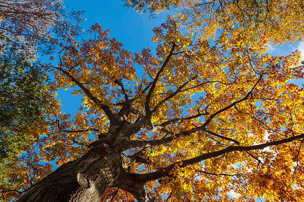 istock View through Fall foliage of oak tree in Central Park 485953218