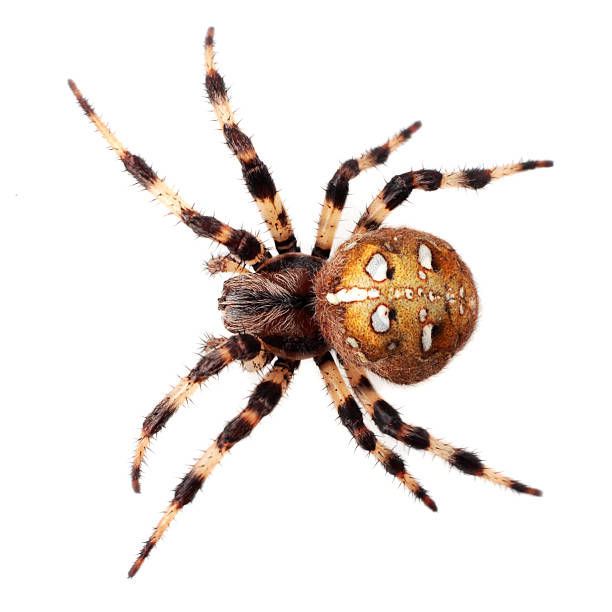 istock Spider Araneus diadematus 485953908