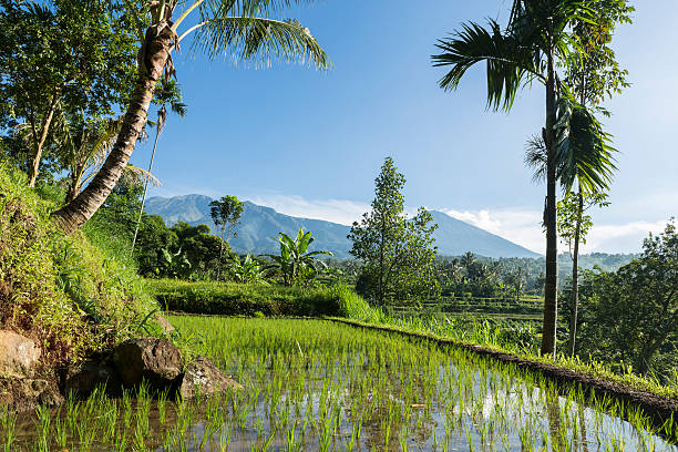 Rice field facing the Rinjani volcano in Lombok Freshly planted rice crop in a terraced rice field facing the majestic Rinjani volcano in Lombok, Indonesia. The Rinjani volcano culminates at 3700m. lombok indonesia stock pictures, royalty-free photos & images