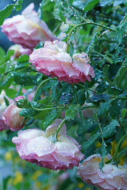 istock English rose 'David Austin' with raindrops 485954334