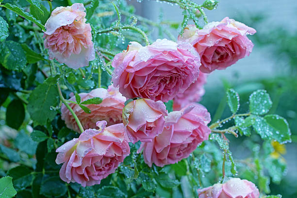 istock English rose 'David Austin' with raindrops 485954342