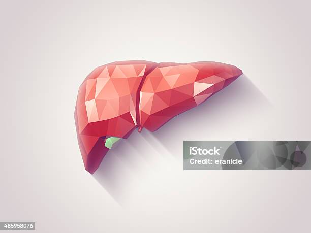 Liver Faceted Stock Photo - Download Image Now - Three Dimensional, Healthcare And Medicine, Healthy Lifestyle