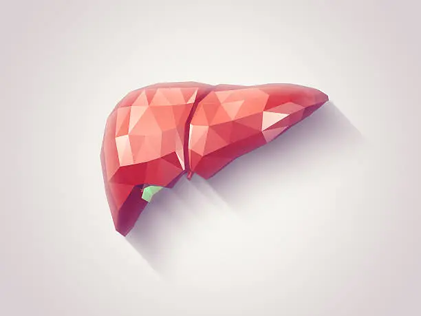 Illustration of human liver with faceted low-poly geometry effect