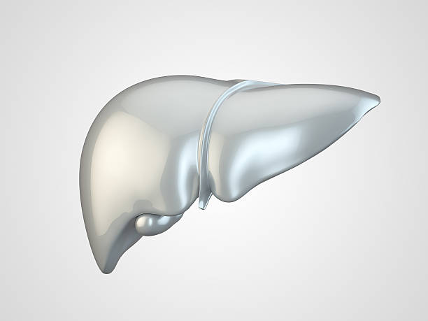 인간 간 금속 - liver 뉴스 사진 이미지