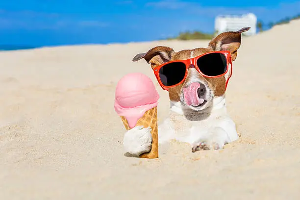 Photo of ice cream dog