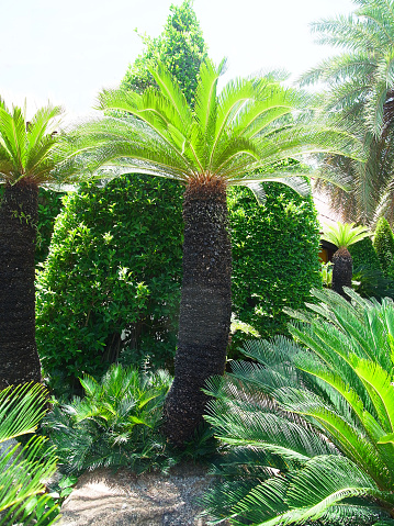 The ornamental plant with small leaves similar to palm can easily be grown and withstand drought .