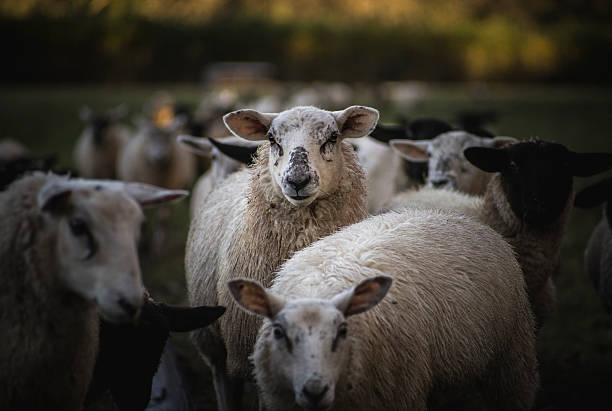 ovinos do país de gales - lamb young animal sheep livestock imagens e fotografias de stock