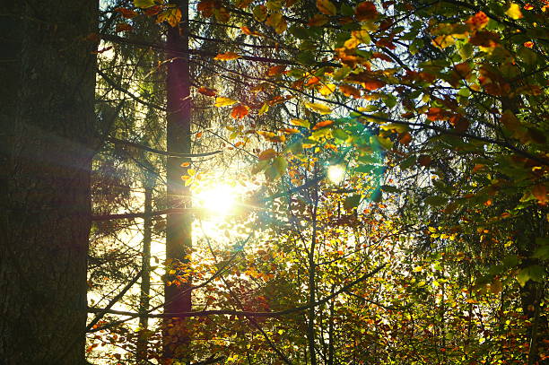 In this picture you can feel the fresh air you smell in old forests in autumn. This picture captures the warmth of the sun you can feel on face on sunny days. But most importantly this picture captures something that we tend to forget in this modern digital world: The beauty and purity of nature, this glimpse that gives us goosebumps, when we encounter it.